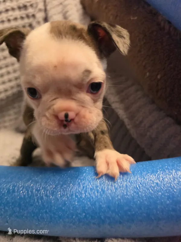#2 Red Merle Boston Terrier – Boston Terrier puppy for sale in Waterloo, IL