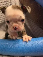 #2 Red Merle Boston Terrier, a male Boston Terrier for sale in Waterloo, IL – 1 of 3