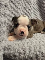 #1 Red Merle Boston Terrier, a male Boston Terrier for sale in Waterloo, IL – 2 of 3
