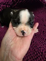 Black and White Female 2, a female Boston Terrier for sale in Waterloo, IL – 2 of 3