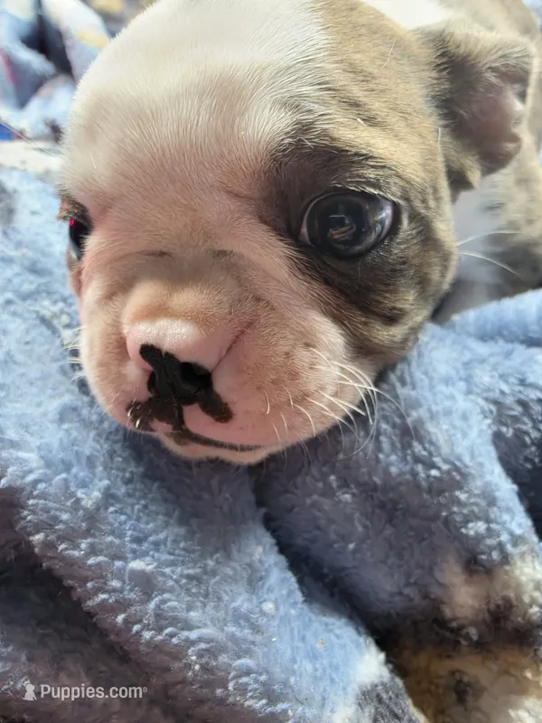 #1 Female Red Merle Boston Terrier – Boston Terrier puppy for sale in Waterloo, IL