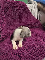 BLUE Boston Terrier Male, a male Boston Terrier for sale in Waterloo, IL – 3 of 3