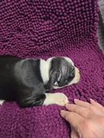 Black and White Male, a male Boston Terrier for sale in Waterloo, IL – 3 of 3