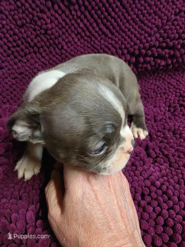 BLUE Boston Terrier Male – Boston Terrier puppy for sale in Waterloo, IL