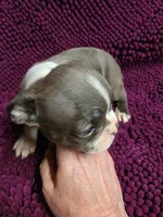 BLUE Boston Terrier Male, a male Boston Terrier for sale in Waterloo, IL – 2 of 3