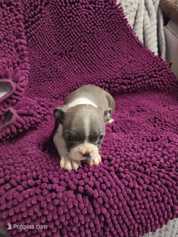 BLUE Boston Terrier Male – Boston Terrier puppy for sale in Waterloo, IL