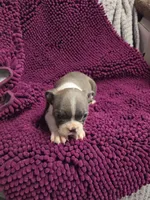 BLUE Boston Terrier Male, a male Boston Terrier for sale in Waterloo, IL – 1 of 3