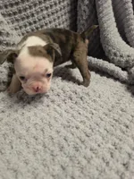 #2 Red Merle Boston Terrier, a male Boston Terrier for sale in Waterloo, IL – 3 of 3