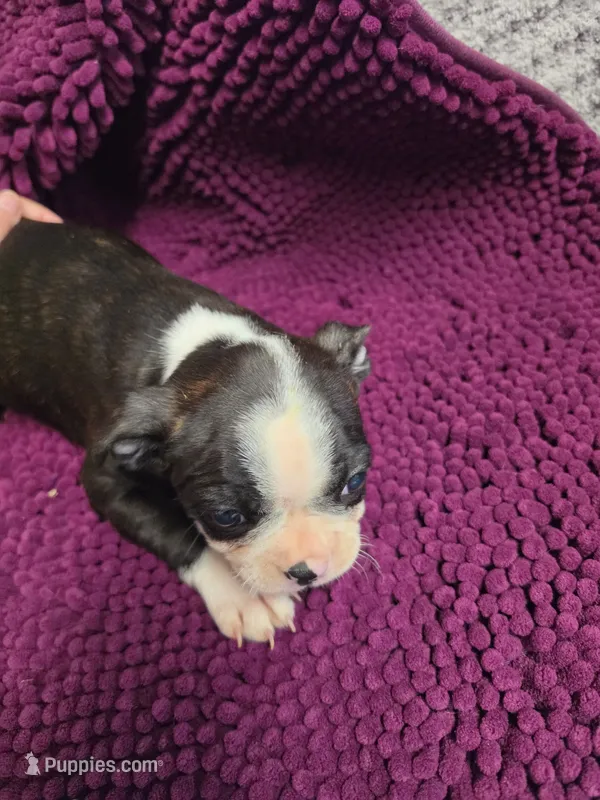 Black and White Female – Boston Terrier puppy for sale in Waterloo, IL