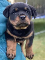 processed/ec34821b-eb46-49c2-8690-57e52f78622c/listing/d3a6d2a2-16aa-4f47-a850-058157d1471c/c9e33f71-481f-427d-b2fd-ef218bd8e9fb