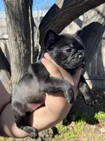 No name , a female French Bulldog for sale in Highland, CA – Photo 3 of 3
