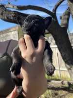 No name , a female French Bulldog for sale in Highland, CA – Photo 2 of 3