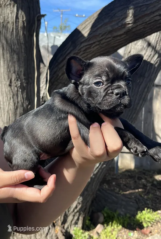 No name  – French Bulldog puppy for sale in Highland, CA