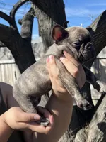 No name , a male French Bulldog for sale in Highland, CA – Photo 2 of 3