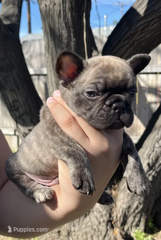 No name  – French Bulldog puppy for sale in Highland, CA