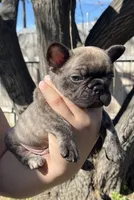 No name , a male French Bulldog for sale in Highland, CA – Photo 1 of 3