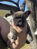 No name , a male French Bulldog for sale in Highland, CA – Photo 3 of 3