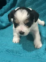 Black, White & Tan Yorkie, a female Yorkshire Terrier for sale in Cohoes, NY – 2 of 3