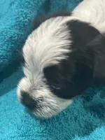 Black n White Yorkie, a male Yorkshire Terrier for sale in Cohoes, NY – 2 of 6