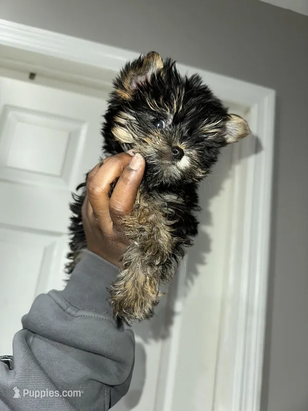Yorkie – Yorkshire Terrier, Biewer puppy for sale in Cohoes, NY