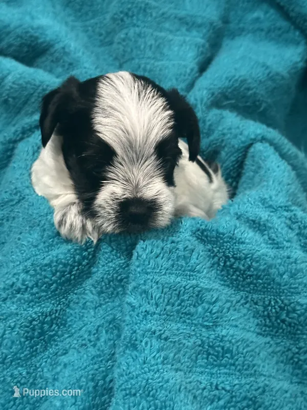Black n White Yorkie – Yorkshire Terrier puppy for sale in Cohoes, NY