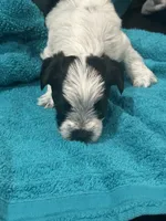 Black n White Yorkie, a male Yorkshire Terrier for sale in Cohoes, NY – 5 of 6