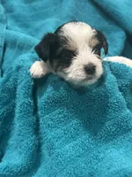 Black, White & Tan Yorkie, a female Yorkshire Terrier for sale in Cohoes, NY – 3 of 3