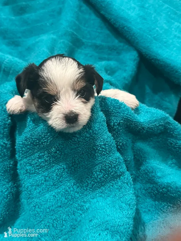 Black, White & Tan Yorkie – Yorkshire Terrier puppy for sale in Cohoes, NY