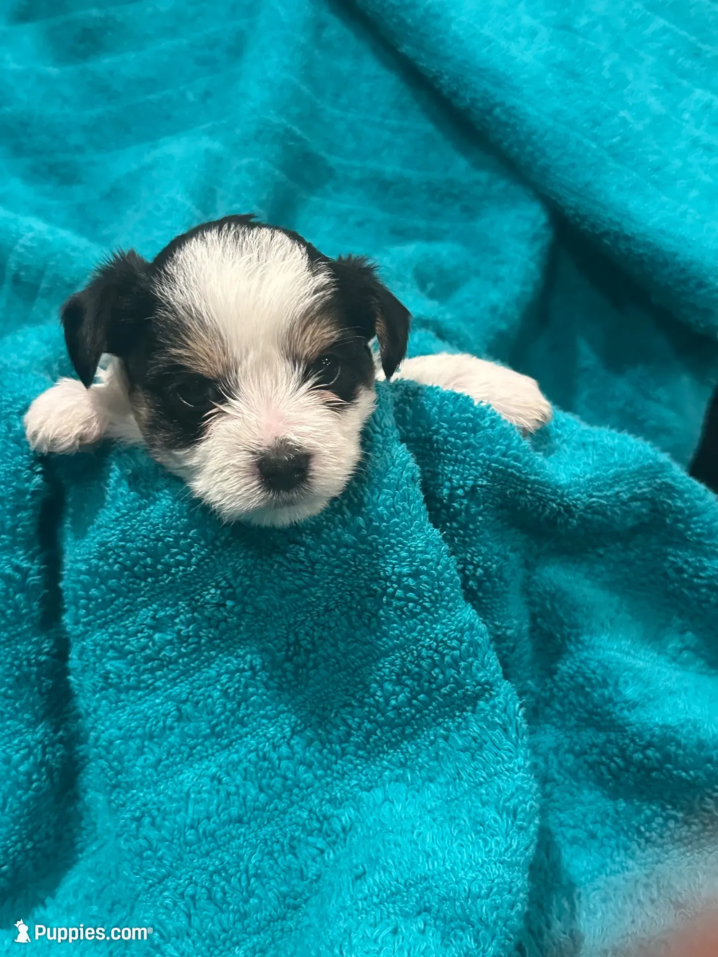 Black, White & Tan Yorkie, a female Yorkshire Terrier for sale in Cohoes, NY – 1 of 3