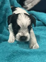 Black n White Yorkie, a male Yorkshire Terrier for sale in Cohoes, NY – 3 of 6