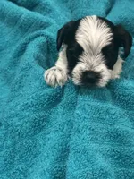 Black n White Yorkie, a male Yorkshire Terrier for sale in Cohoes, NY – 6 of 6