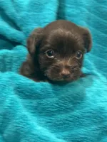 Brown Yorkie, a male Yorkshire Terrier for sale in Cohoes, NY – 3 of 4