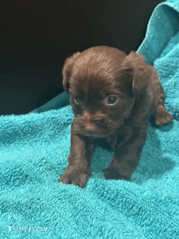 Brown Yorkie – Yorkshire Terrier puppy for sale in Cohoes, NY