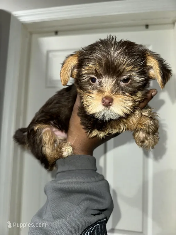 Yorkie  – Yorkshire Terrier, Biewer puppy for sale in Cohoes, NY