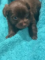Brown Yorkie, a male Yorkshire Terrier for sale in Cohoes, NY – 2 of 4