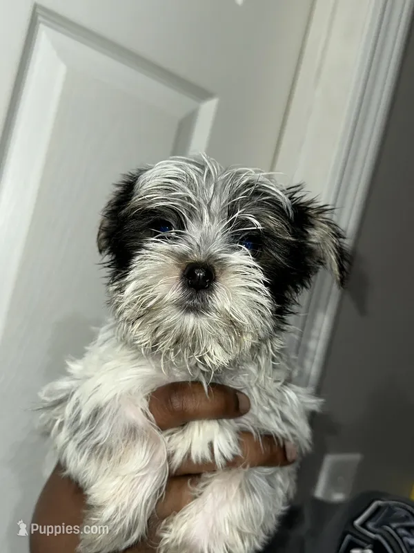 Yorkie – Yorkshire Terrier puppy for sale in Cohoes, NY