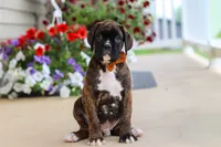 Mason, a male Boxer for sale in Dundee, OH – 2 of 6