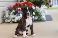 Allie, a female Boxer for sale in Dundee, OH – 3 of 6