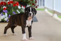 Allie, a female Boxer for sale in Dundee, OH – 5 of 6