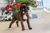 Mason, a male Boxer for sale in Dundee, OH – 5 of 6