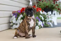 Layla, a female Boxer for sale in Dundee, OH – 5 of 8