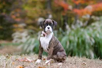 Olivia, a female Boxer for sale in Dundee, OH – 6 of 7