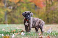 Miles, a male Boxer for sale in Dundee, OH – 5 of 8