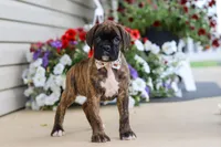 Layla, a female Boxer for sale in Dundee, OH – 6 of 8