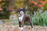 Olivia, a female Boxer for sale in Dundee, OH – 1 of 7