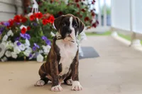 Bentley, a male Boxer for sale in Dundee, OH – 2 of 6