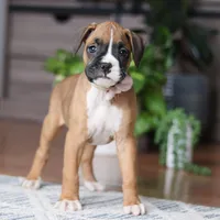 Kona, a female Boxer for sale in Dundee, OH – 4 of 5