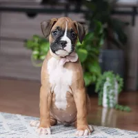 Kona, a female Boxer for sale in Dundee, OH – 2 of 5