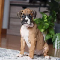 Kona, a female Boxer for sale in Dundee, OH – 1 of 5
