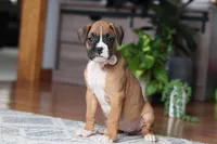 Kona, a female Boxer for sale in Dundee, OH – Photo 1 of 5